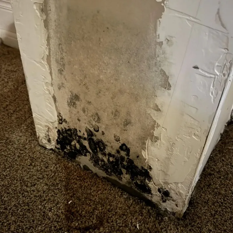Professional Mold Removal in Limestone, ME